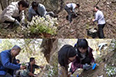 CCTV：西安植物园开展濒危植物陕西羽叶报春原生地野外回归