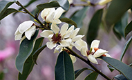 西安植物园又有4个木兰新品种获国家林草局授权